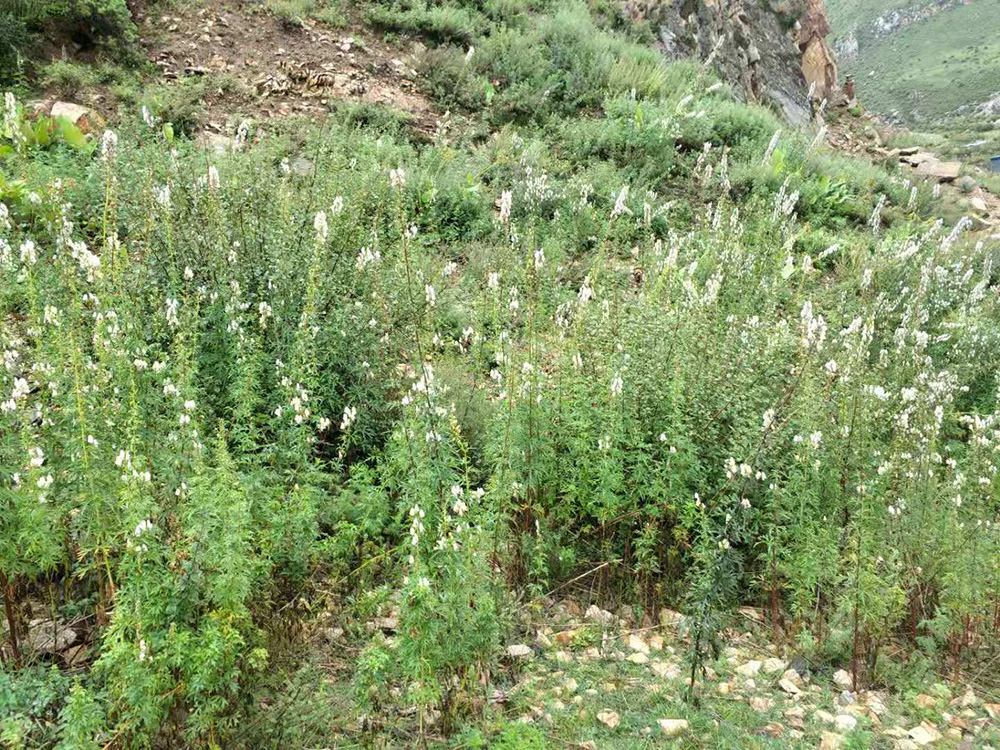 1548034793768016.jpg 微信圖片_20181105104049.jpg